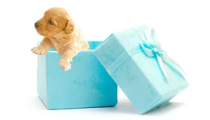 gifting pet ways show love ldr